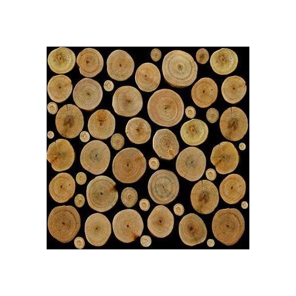 Papel de Parede Adesivo Madeira Árvore Troncos 0141