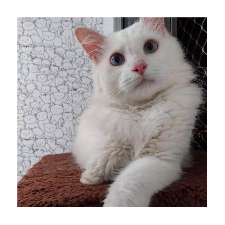 Papel de Parede Adesivo Para Colorir  Gatinhos...