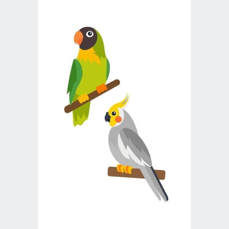 Poster Decorativo Aves Papagaio e Calopsita...