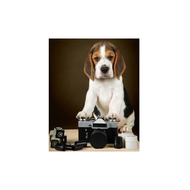 Poster Decorativo Cachorro 143149360