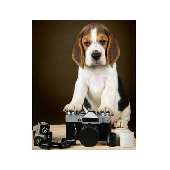 Poster Decorativo Cachorro 143149360