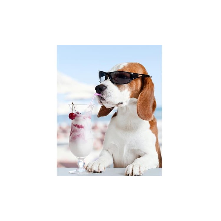 Poster Decorativo Cachorro Sorvete 202701793