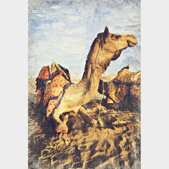 Poster Decorativo Camelo Realista N09275