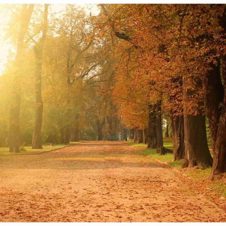 Papel de Parede Paisagem Floresta Outono Árvores Para Sala e Quarto