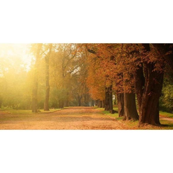 Painel Fotográfico Árvores Parque Outono N07188