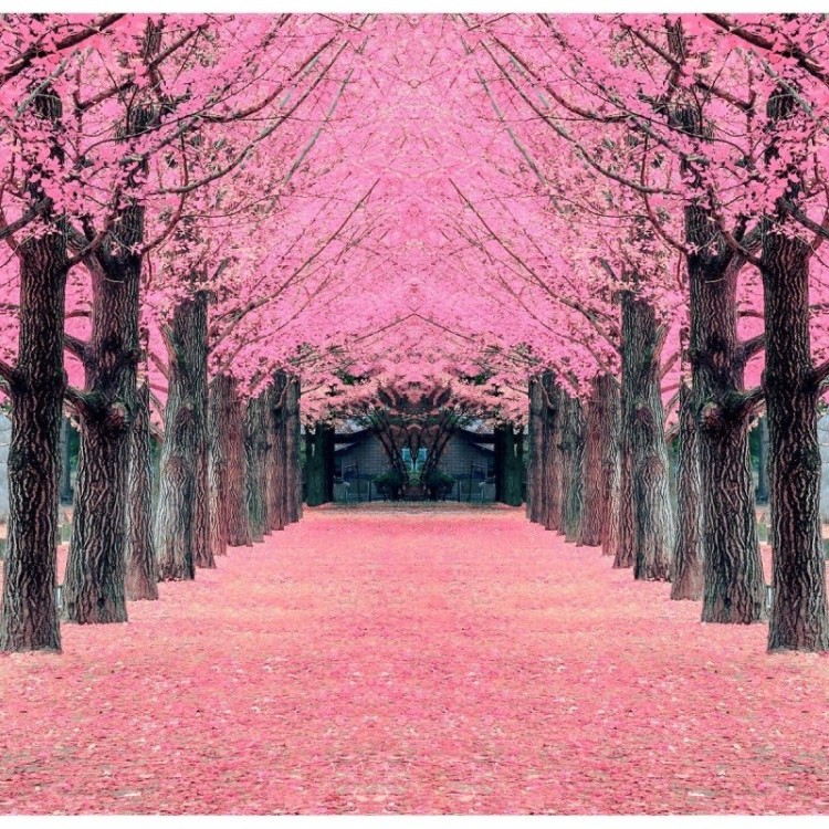 Painel Fotográfico Árvores Rosa N016133
