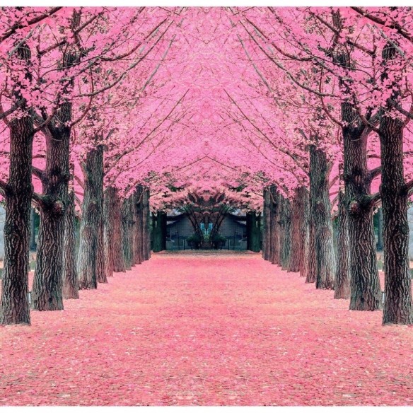 Painel Fotográfico Árvores Rosa N016133