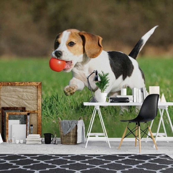 Painel Fotográfico Beagle filhote Correndo