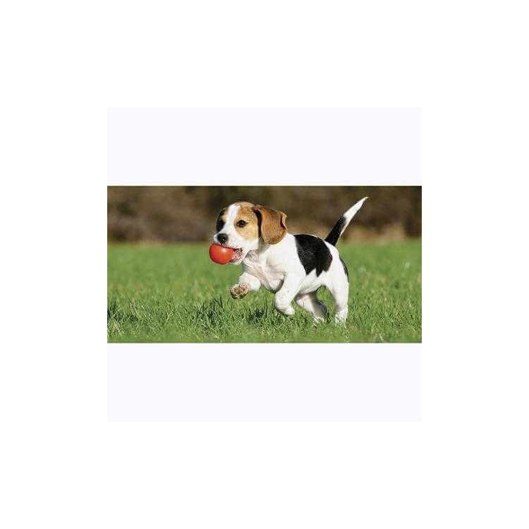 Painel Fotográfico Beagle filhote Correndo