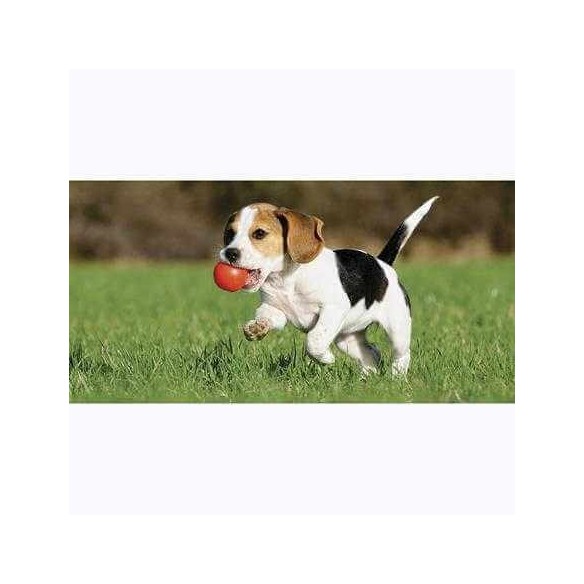 Painel Fotográfico Beagle filhote Correndo