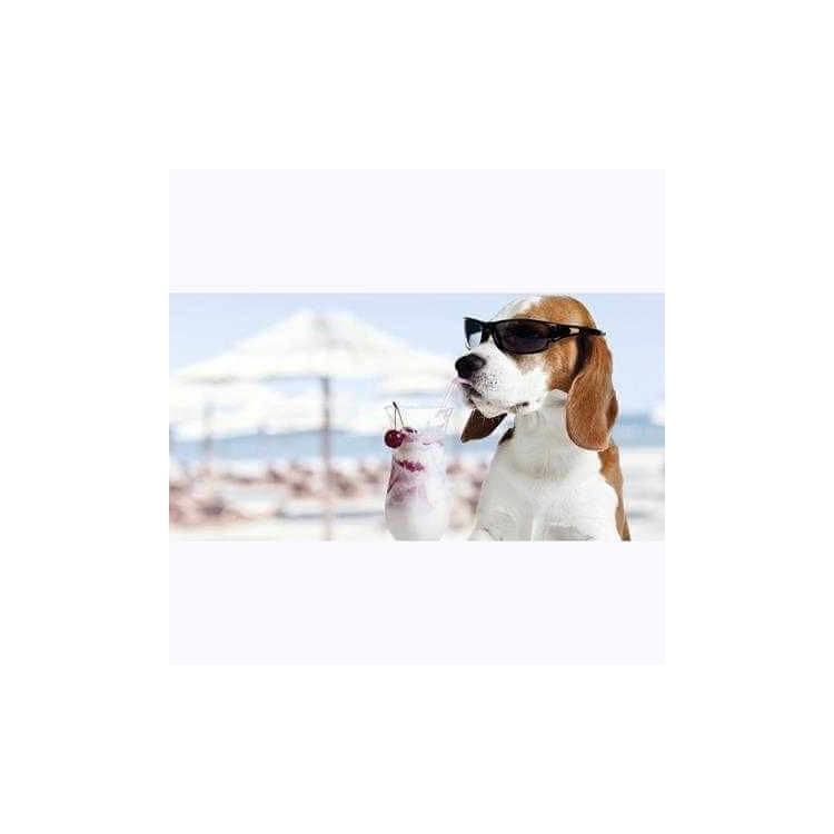 Painel Fotográfico Beagle na praia
