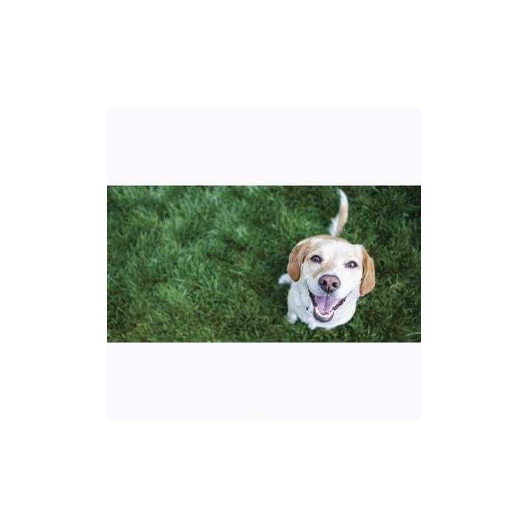 Painel Fotográfico Cachorro Feliz