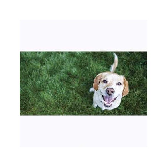 Painel Fotográfico Cachorro Feliz