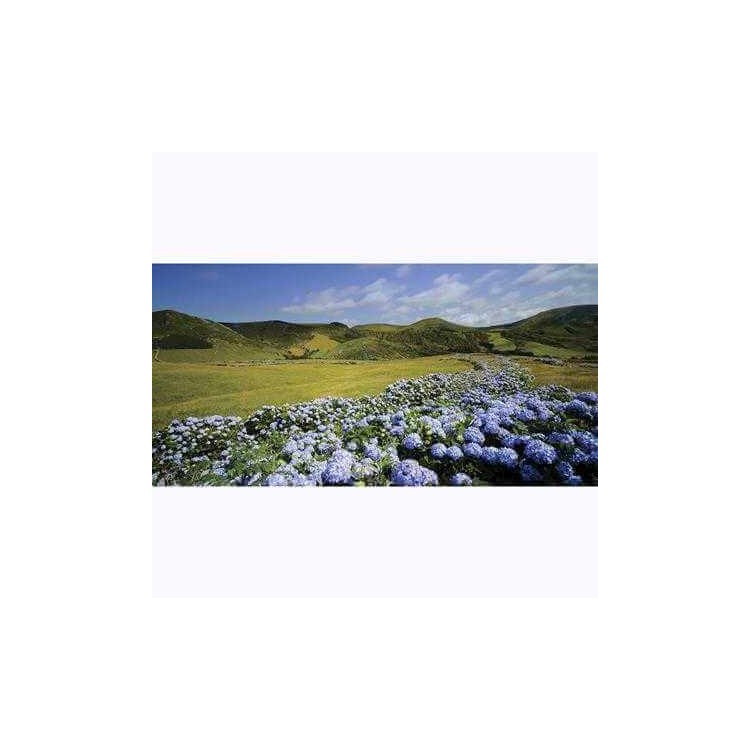 Painel Fotográfico Campo em Portugal