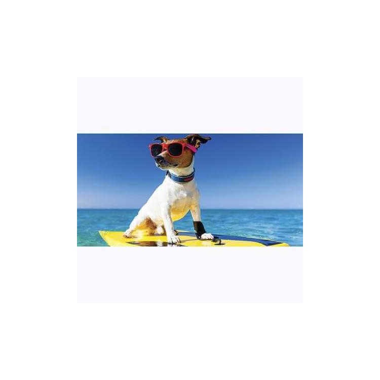 Painel Fotográfico Cão com Óculos de Sol