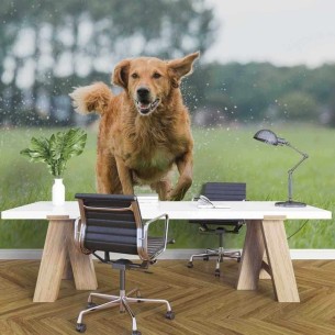 Painel Fotográfico Cão...