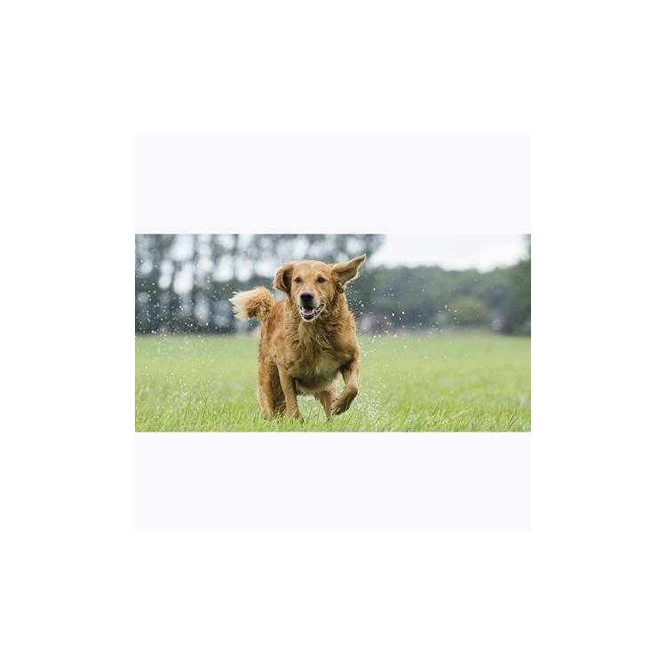 Painel Fotográfico Cão Correndo