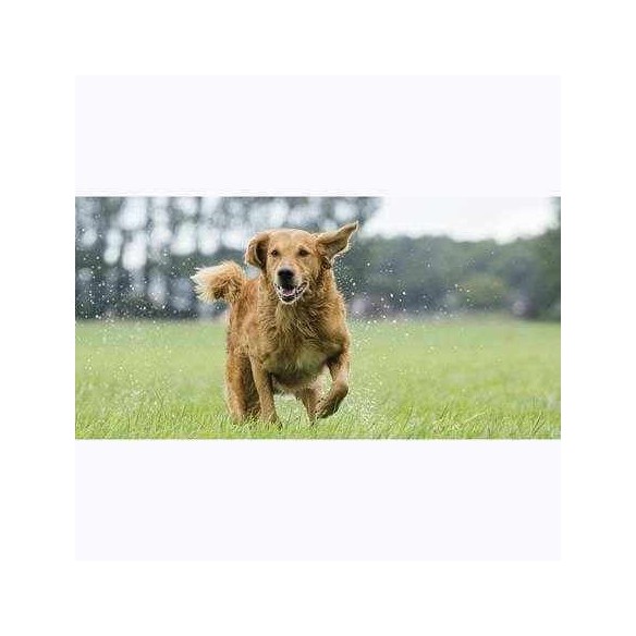 Painel Fotográfico Cão Correndo