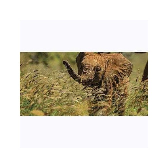 Painel Fotográfico Elefante no Quênia