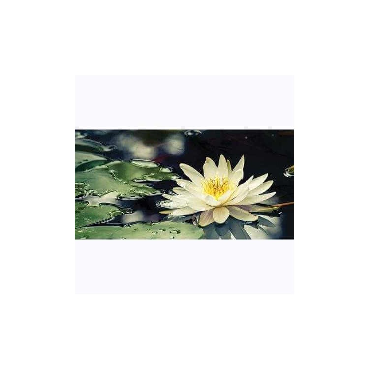 Painel Fotográfico Flor de Lótus