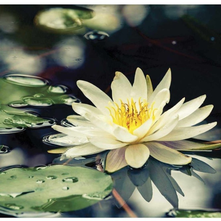 Painel Fotográfico Flor de Lótus