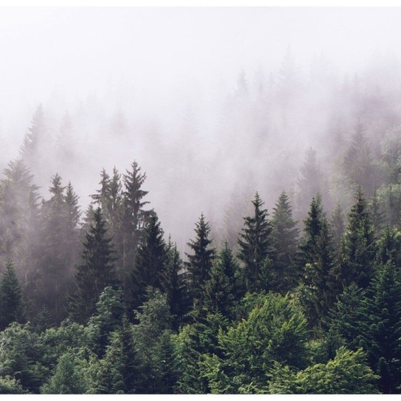 Painel Fotográfico Floresta De Pinheiros Neblina N016138