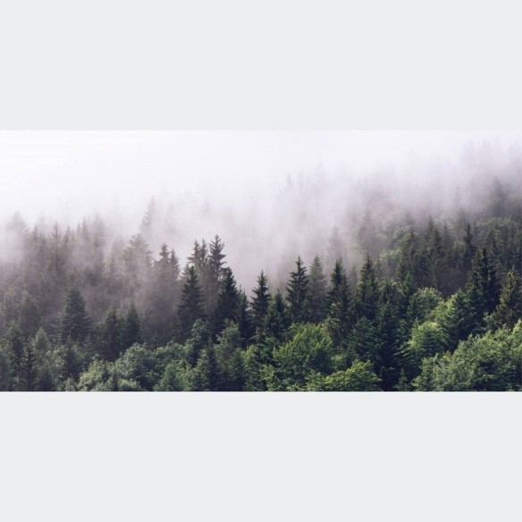 Painel Fotográfico Floresta De Pinheiros Neblina N016138