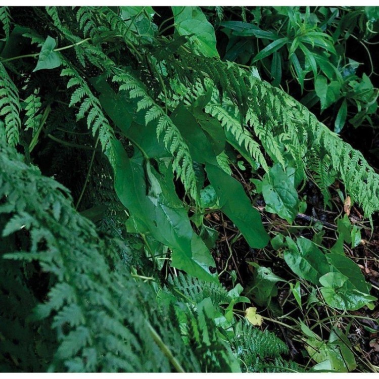 Painel Fotográfico Floresta Folhas Verdes N017150