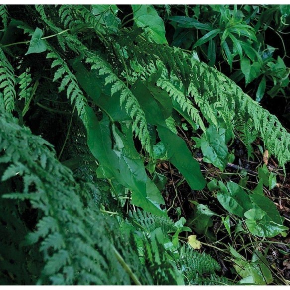 Painel Fotográfico Floresta Folhas Verdes N017150