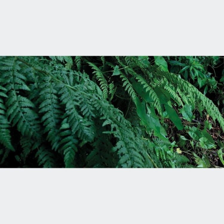 Painel Fotográfico Floresta Folhas Verdes N017150