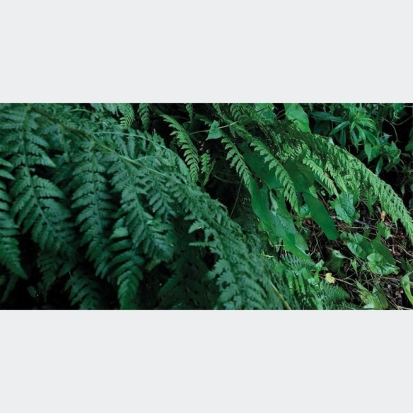 Painel Fotográfico Floresta Folhas Verdes N017150