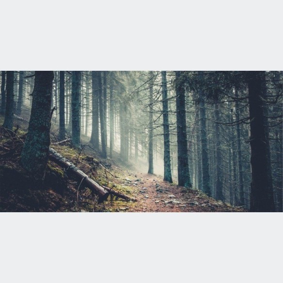 Painel Fotográfico Floresta N015289