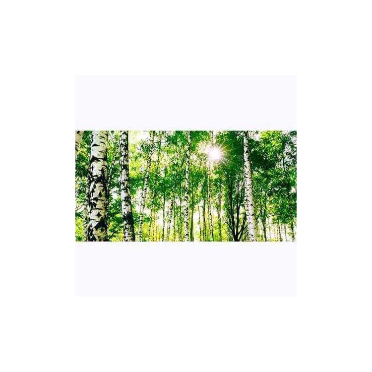 Painel Fotográfico Floresta Natureza 6457456