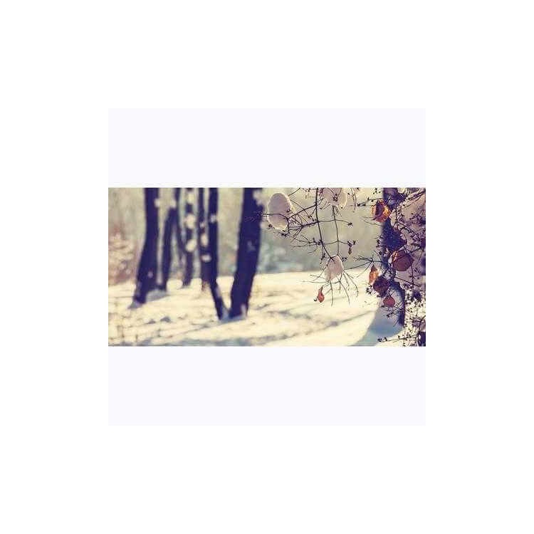 Painel Fotográfico Floresta no Inverno