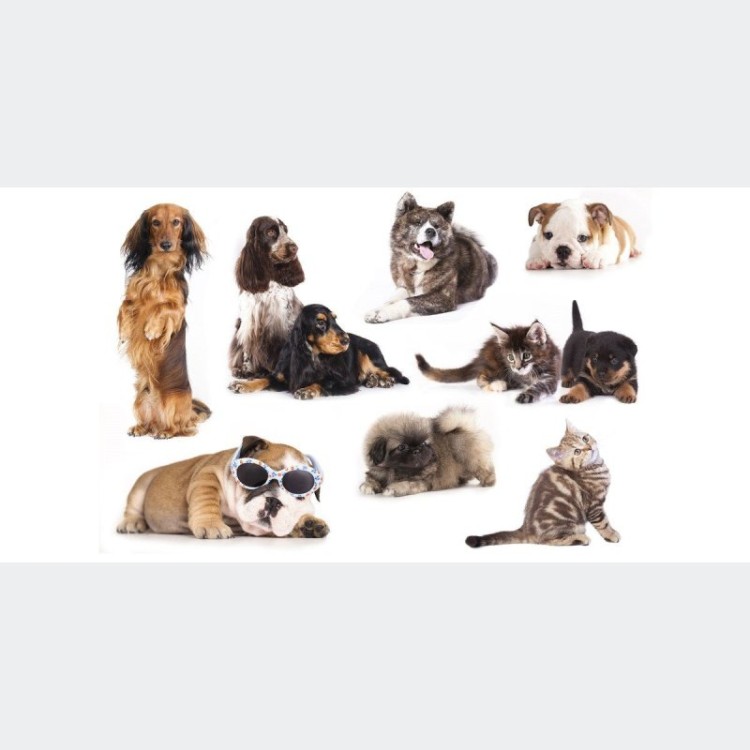 Painel Fotográfico Gatos e Cachorros N012185