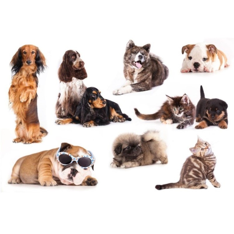 Painel Fotográfico Gatos e Cachorros N012185