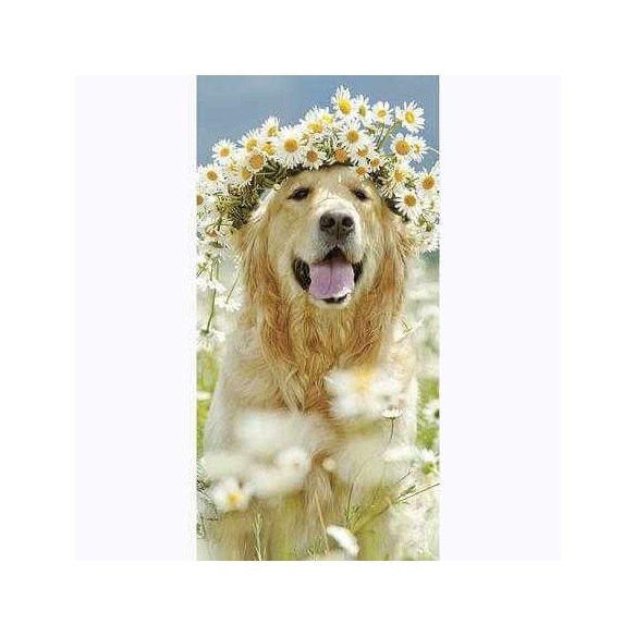 Painel Fotográfico Golden Retriever