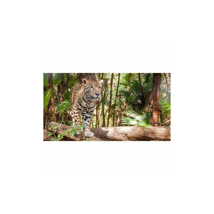 Painel Fotográfico Jaguar em Belize
