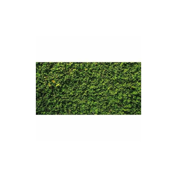Painel Fotográfico Jardim Grama Verde 174448205