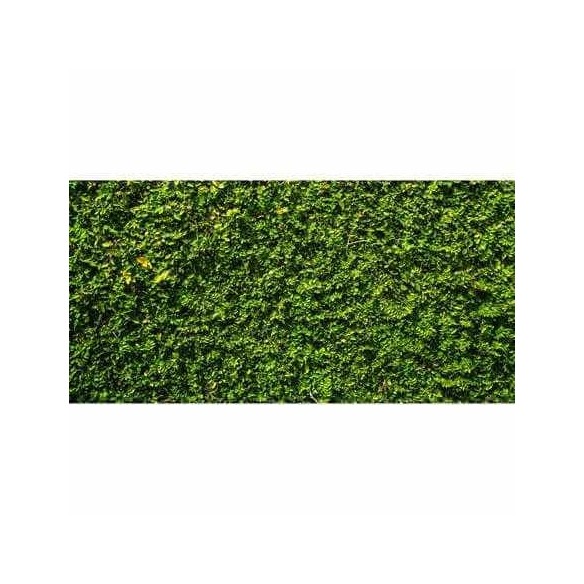 Painel Fotográfico Jardim Grama Verde 174448205