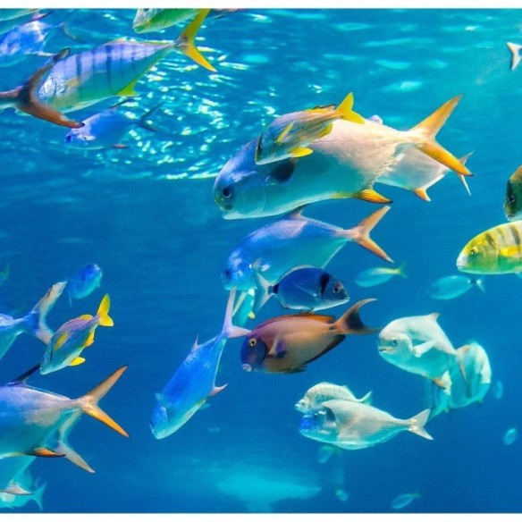 Painel Fotográfico Oceano N014300