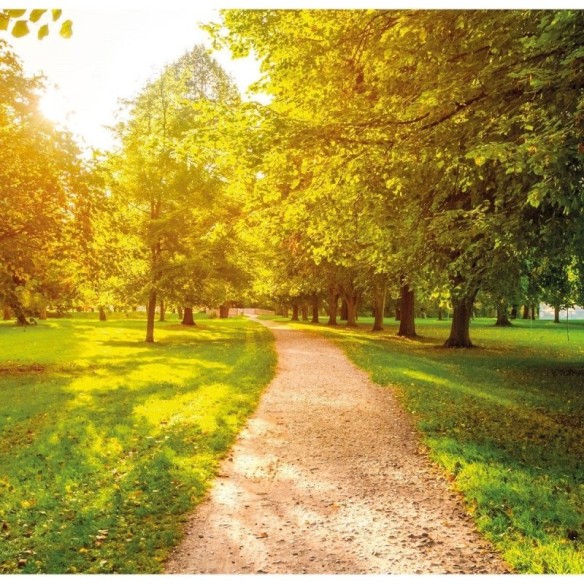 Painel Fotográfico Paisagem Arvores Parque N016127