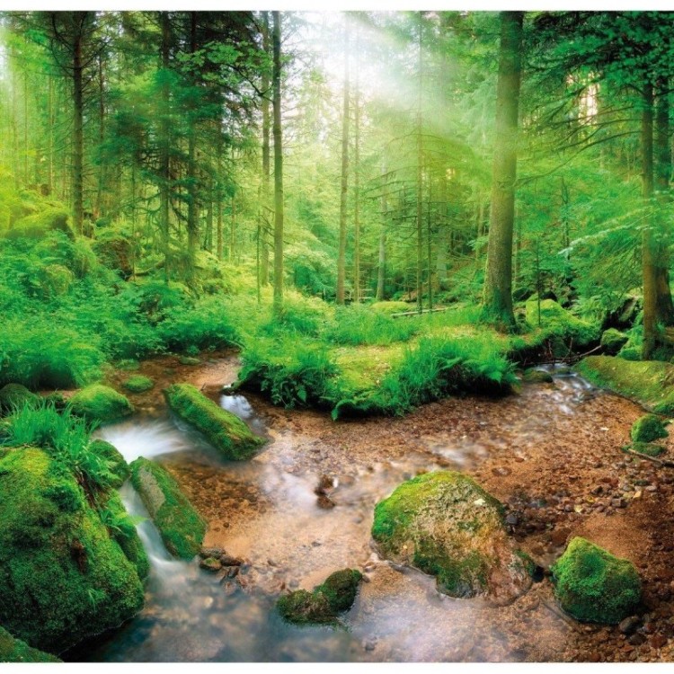 Painel Fotográfico Paisagem Floresta N016140