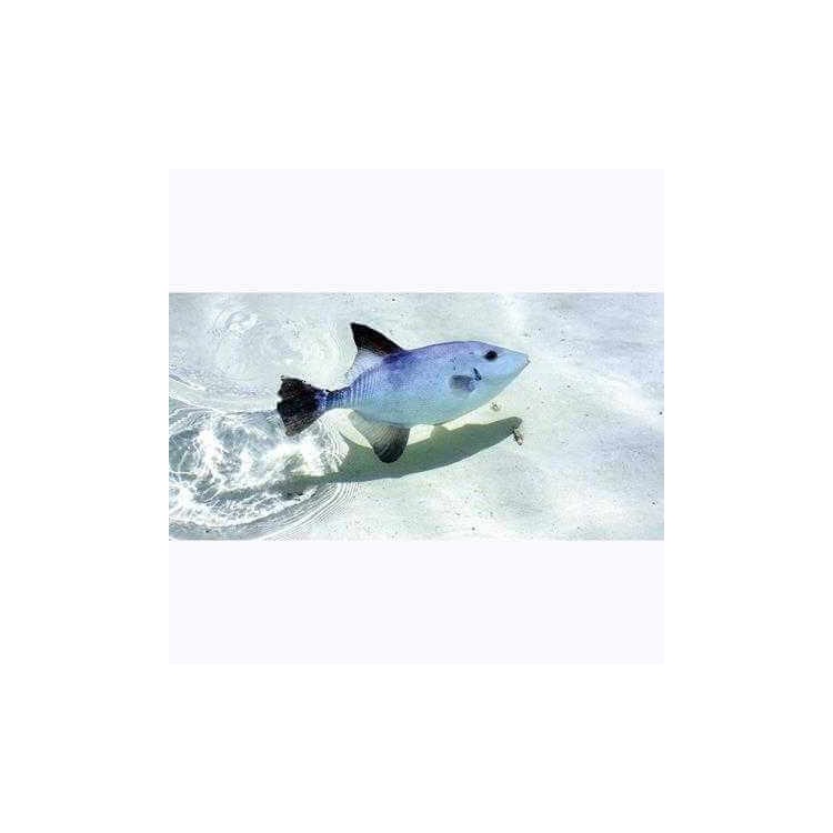 Painel Fotográfico Peixe em Isla Contoy no México