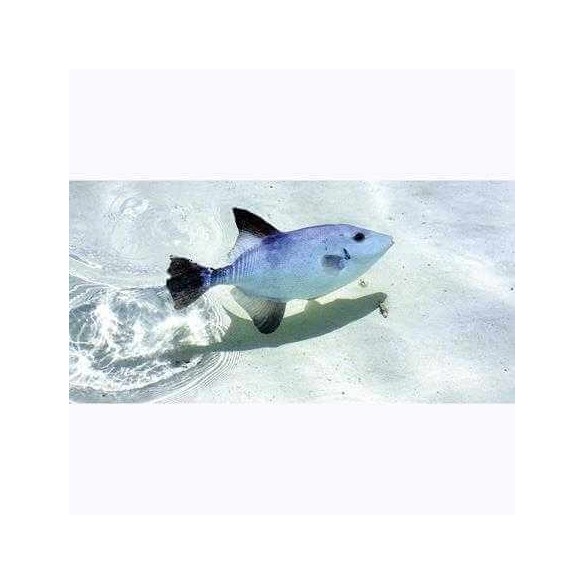 Painel Fotográfico Peixe em Isla Contoy no México