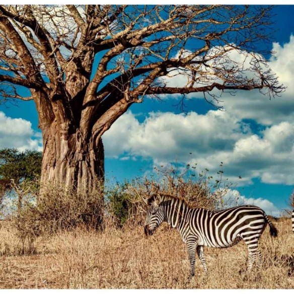 Painel Fotográfico Savana Zebras N014285