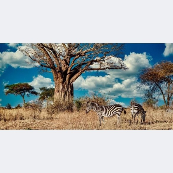 Painel Fotográfico Savana Zebras N014285