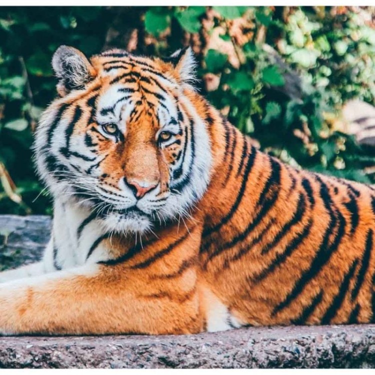 Painel Fotográfico Tigre N014318