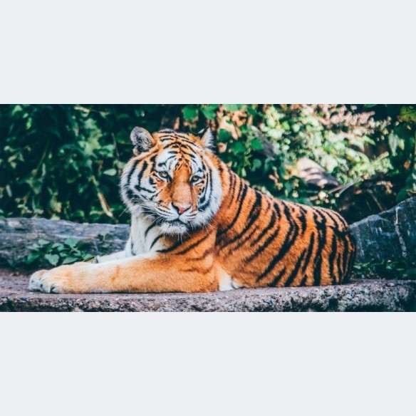 Painel Fotográfico Tigre N014318